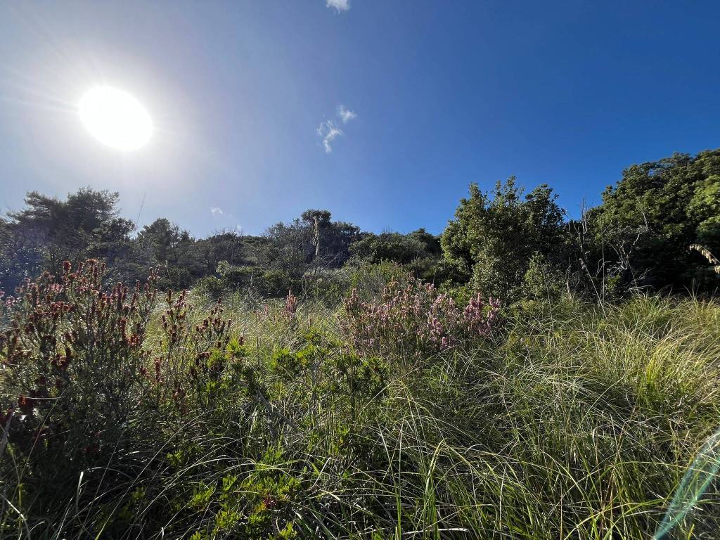 Terreno a Monte argentario - Foto 3