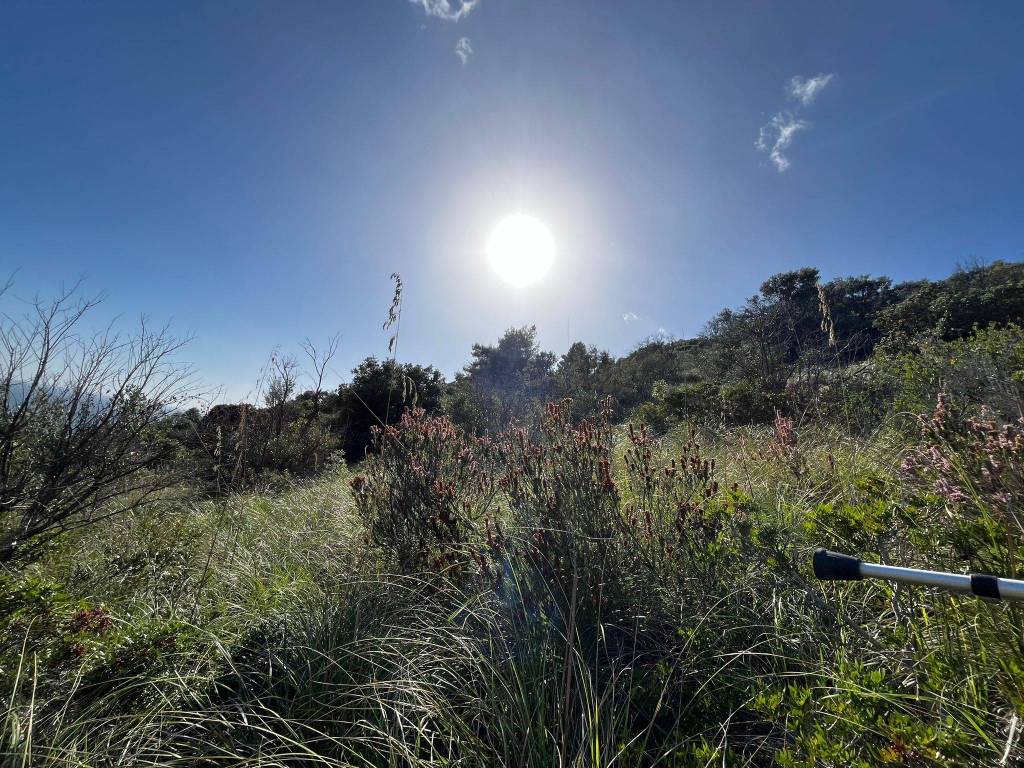 Terreno a Monte argentario - Foto 4