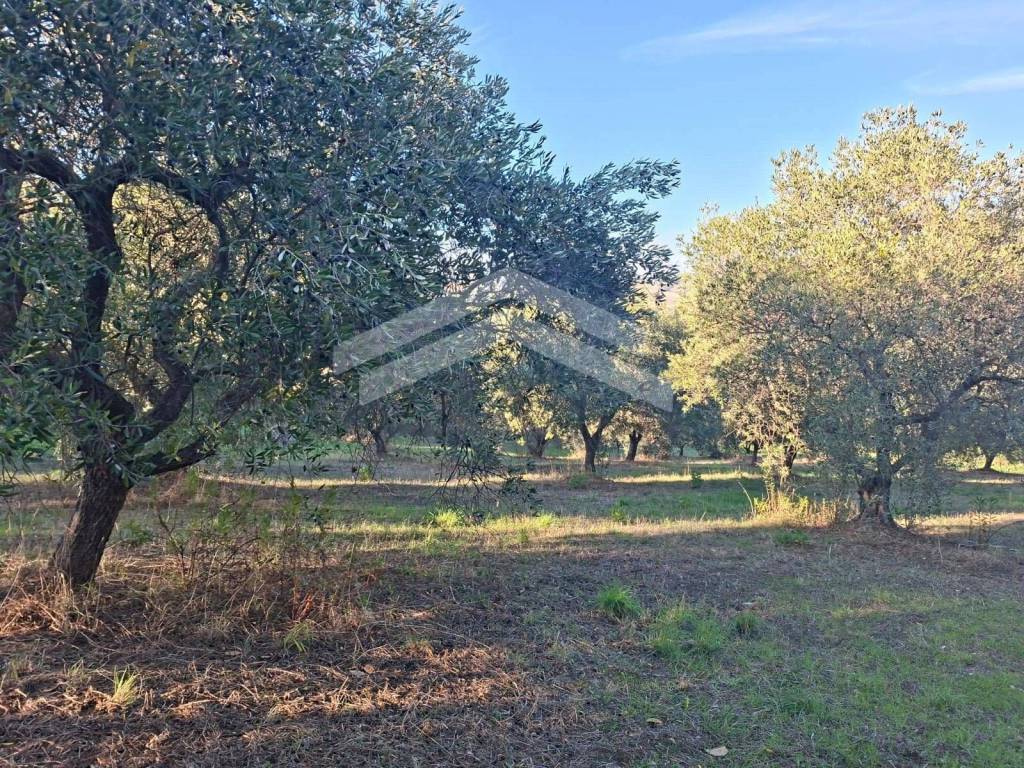 Terreno a Guardialfiera - Foto 2