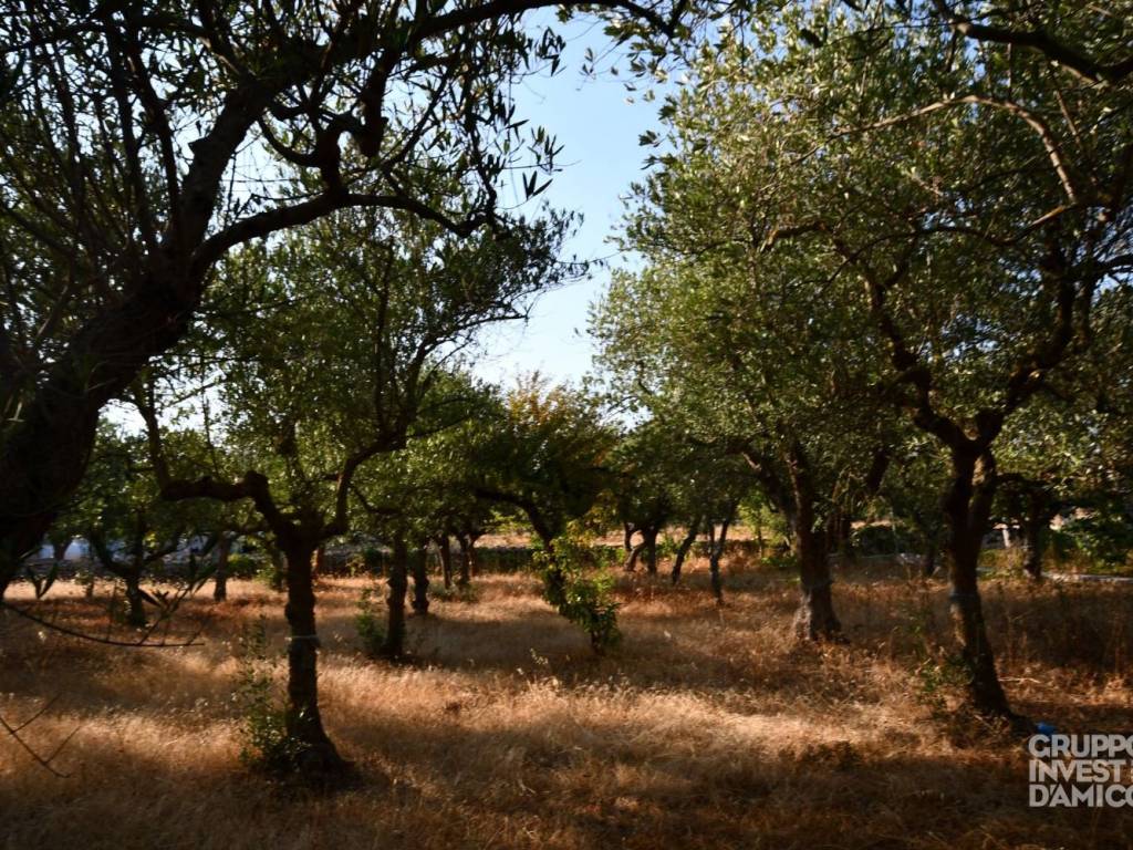 Rustico / casale a Locorotondo in Contrada Pozzallegro - Foto 4