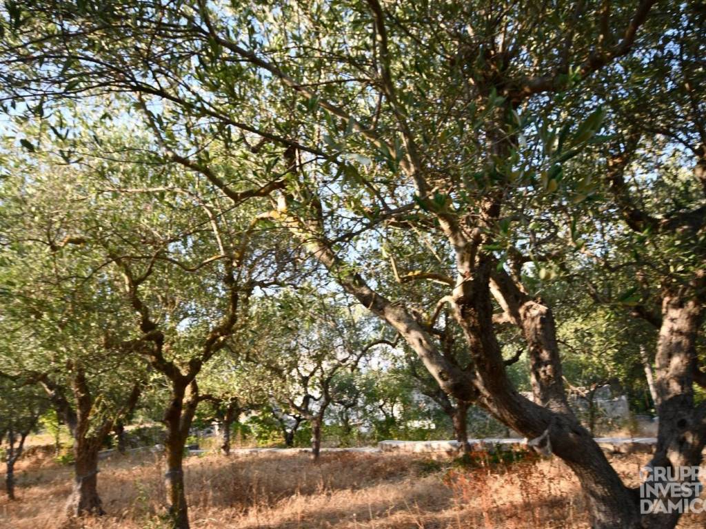 Rustico / casale a Locorotondo in Contrada Pozzallegro - Foto 5