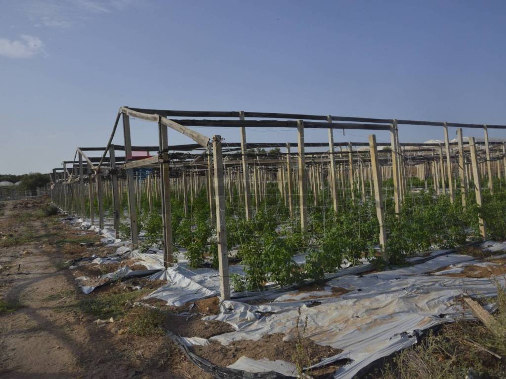 Terreno a Vittoria in C.da Pozzo Bollente - Foto 4