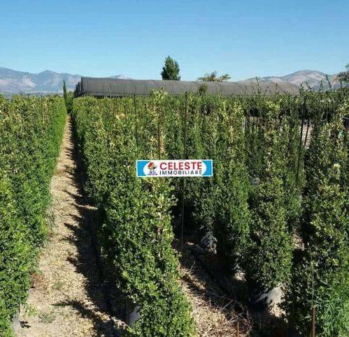 Terreno a Cellole in Casamare - Foto 2