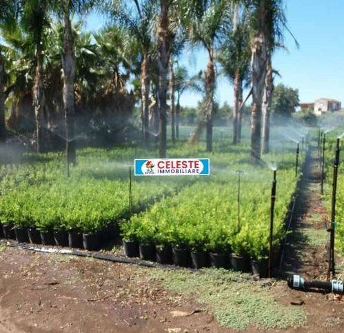 Terreno a Cellole in Casamare - Foto 3