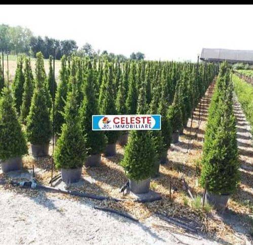 Terreno a Cellole in Casamare - Foto 4