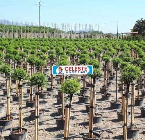 Terreno a Cellole in Casamare - Foto 5