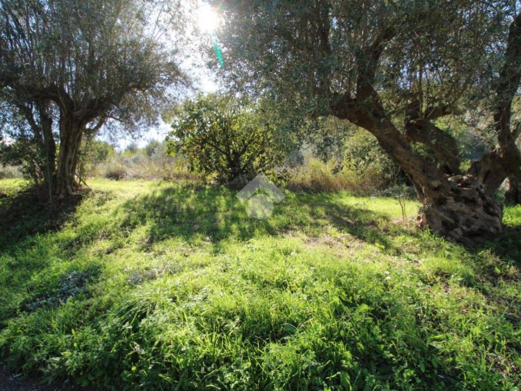 Rustico / casale a Montalto uffugo in Via Manca Lauro, 21 - Foto 4