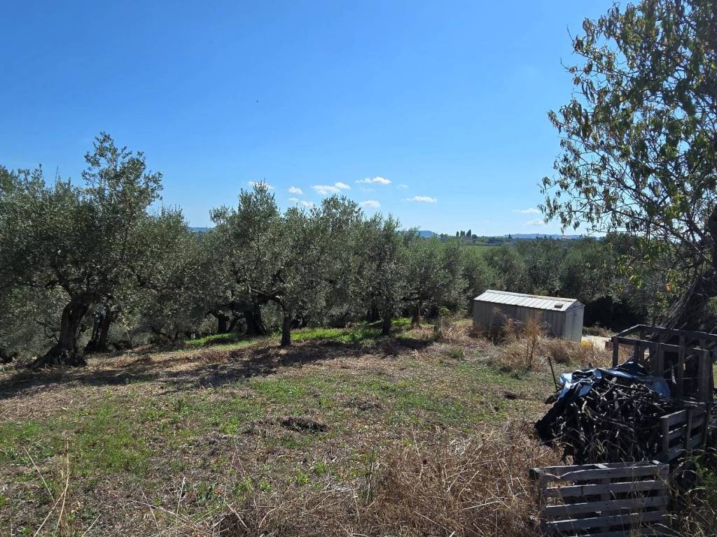 Rustico / casale a Pianella in Contrada Granaro - Foto 3