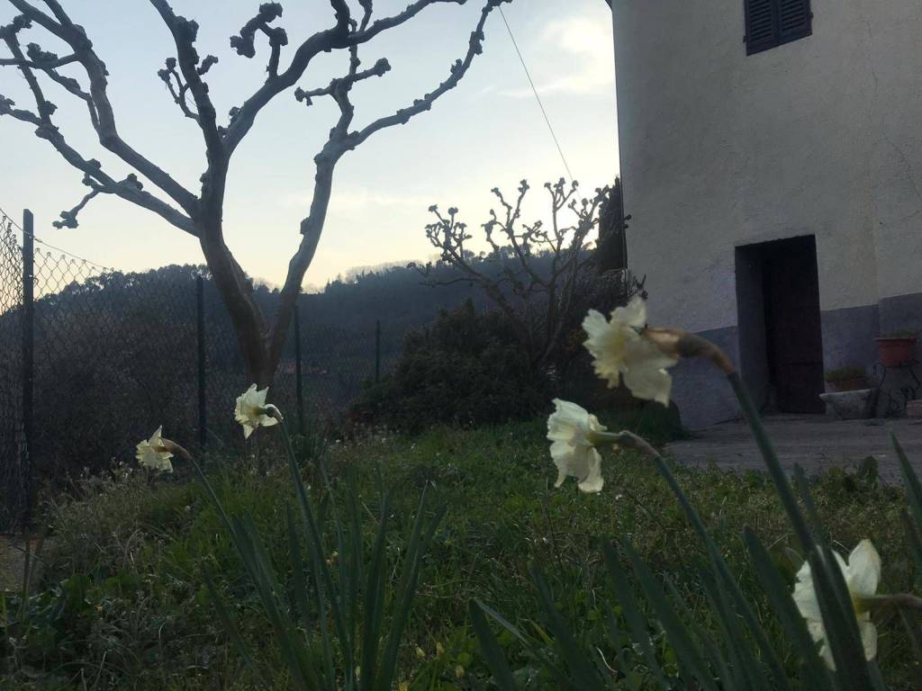 Casa indipendente a Pescia in Monte a Pescia - Foto 5