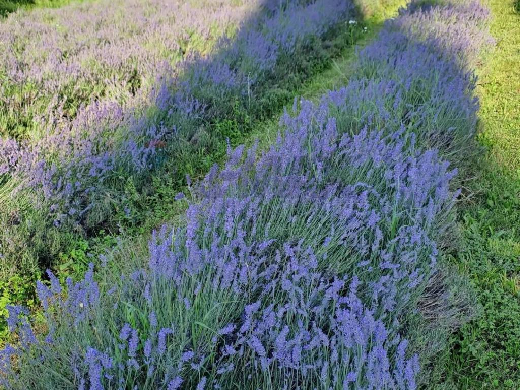 Terreno a Costermano sul garda in Centro Storico Costermano - Foto 5