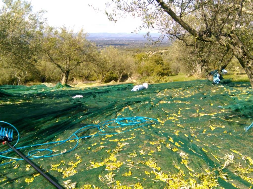 Terreno a Villa san giovanni in tuscia - Foto 2