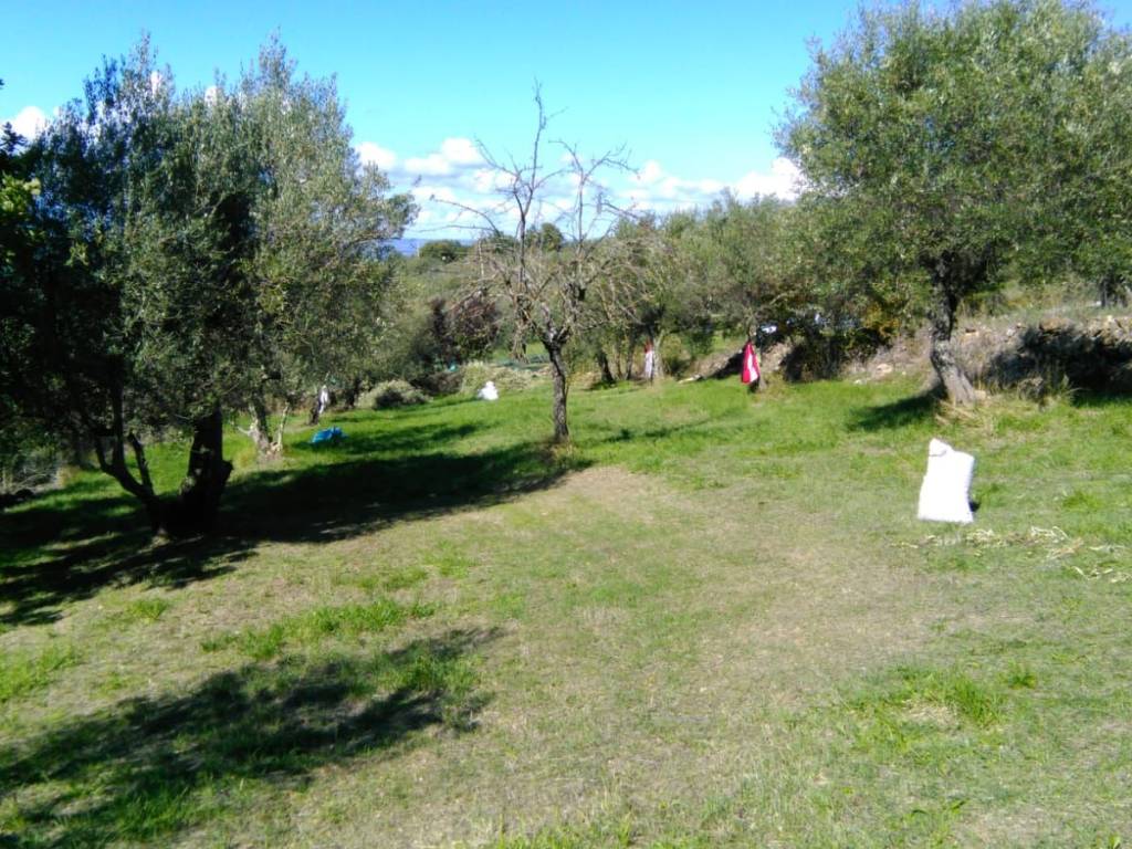 Terreno a Villa san giovanni in tuscia - Foto 3