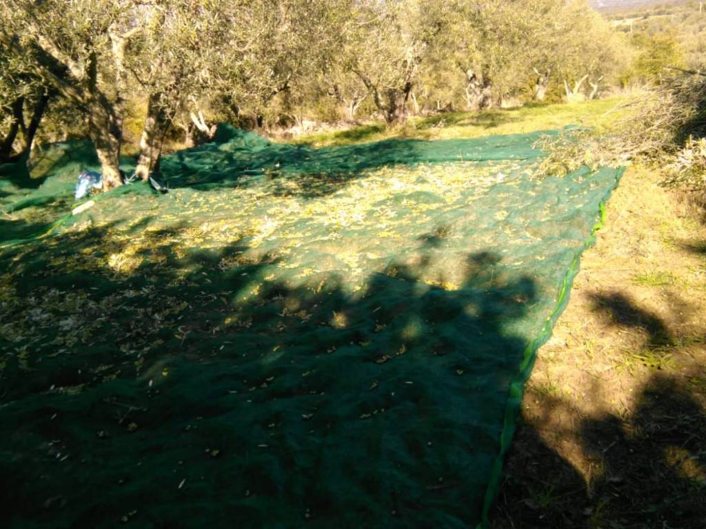 Terreno a Villa san giovanni in tuscia - Foto 4