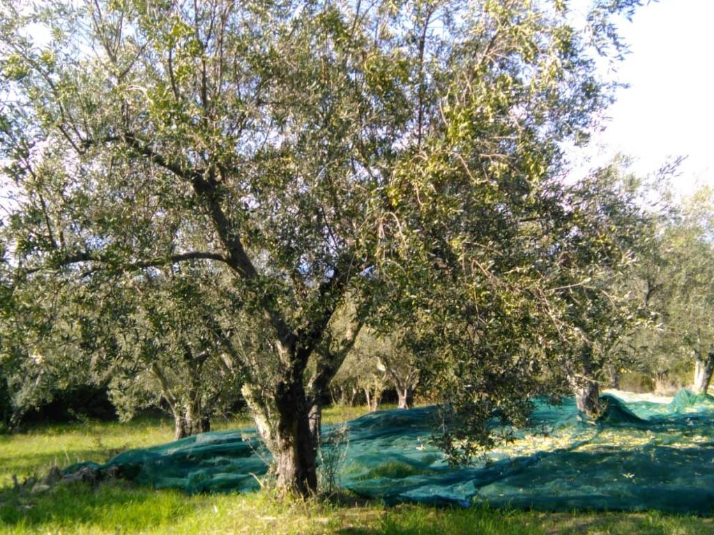 Terreno a Villa san giovanni in tuscia - Foto 5