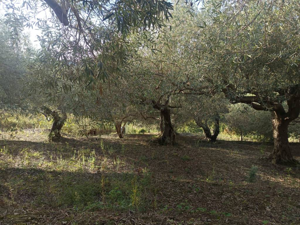 Terreno a Spadafora in Strada Provinciale Grangiara - Foto 5