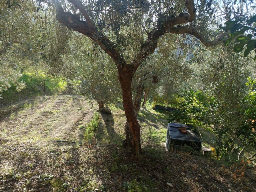 Terreno a Spadafora in Strada Provinciale Grangiara - Foto 4