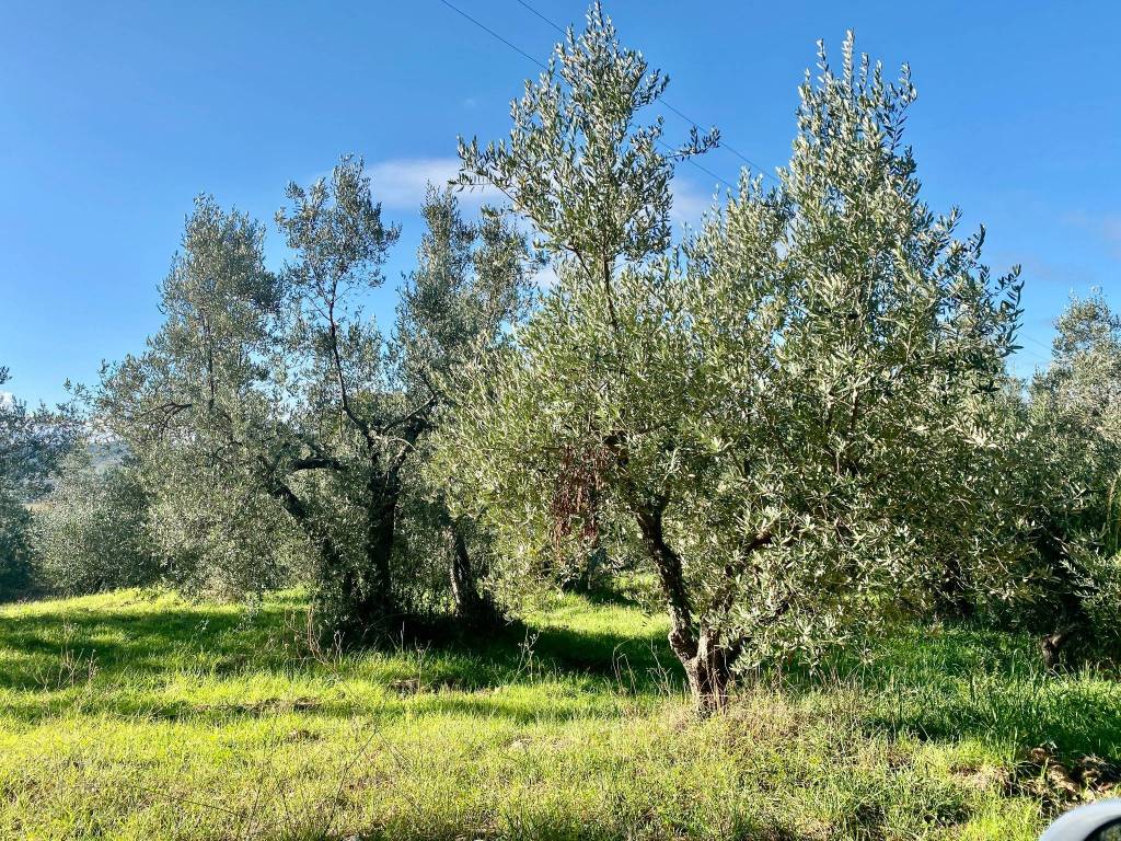 Terreno a Massa marittima - Foto 2