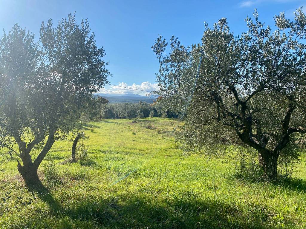Terreno a Massa marittima - Foto 3