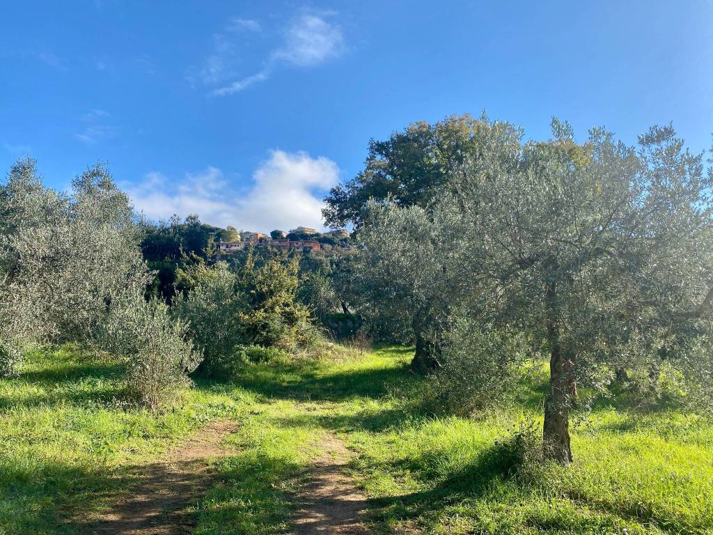 Terreno a Massa marittima - Foto 4