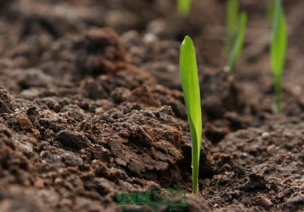 Terreno a Altivole - Foto 4