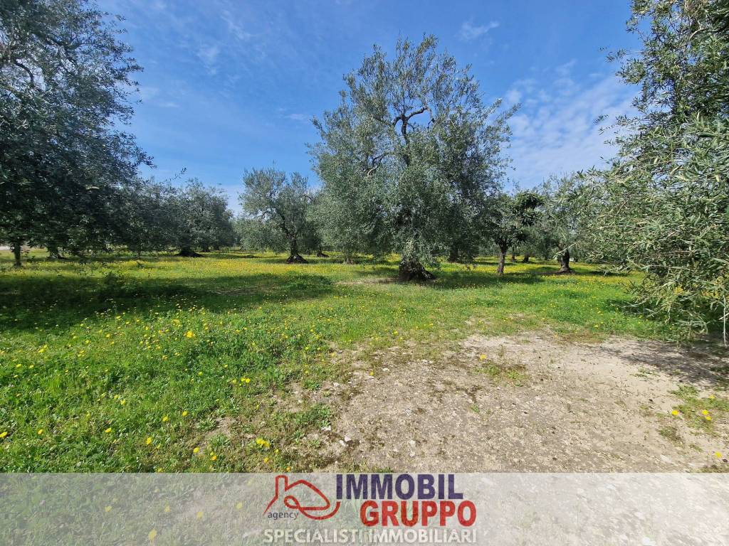 Terreno a Andria in Contrada Paparicotta - Foto 4