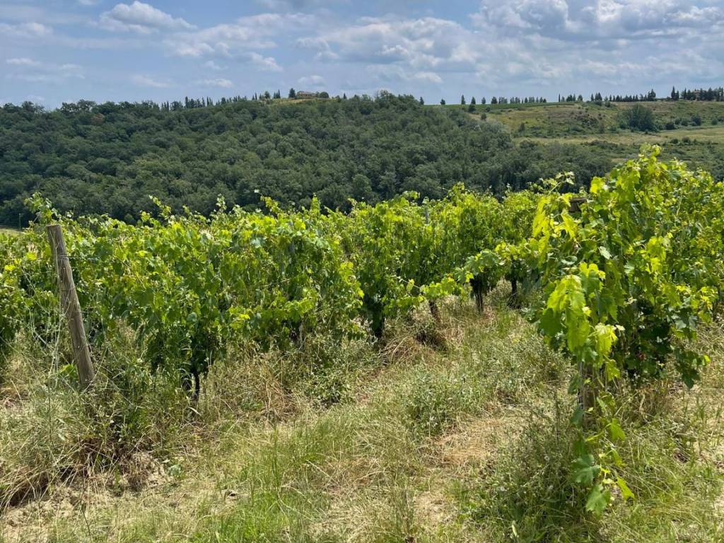 Terreno a San gimignano - Foto 5