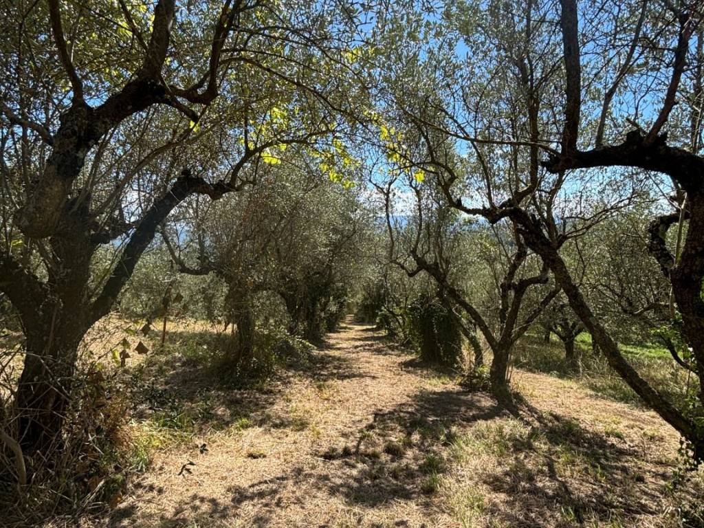 Terreno a Piglio in Via Anticolana - Foto 2