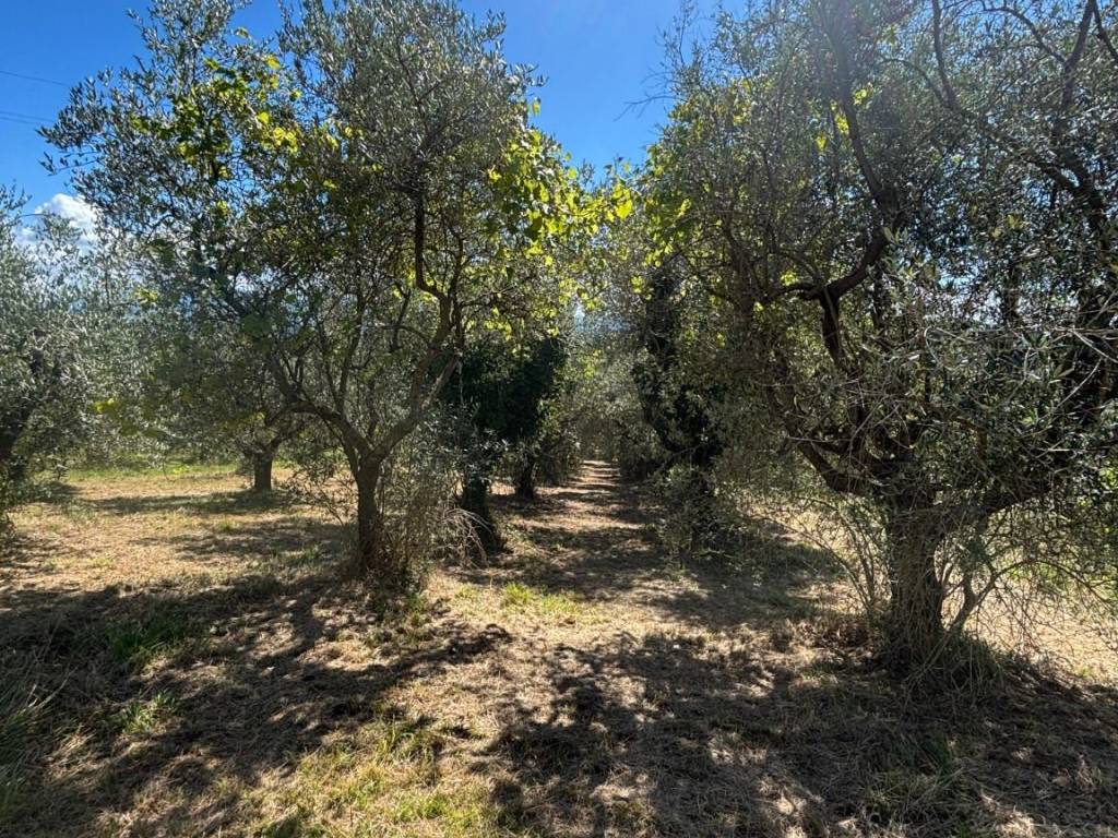 Terreno a Piglio in Via Anticolana - Foto 4