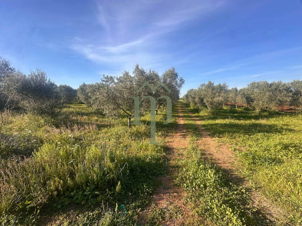 Rustico / casale a Carovigno in SP32 - Foto 3