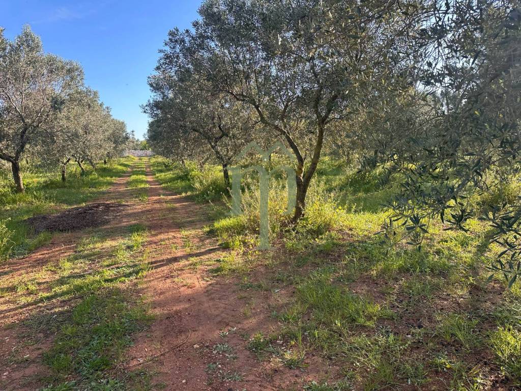 Rustico / casale a Carovigno in SP32 - Foto 4