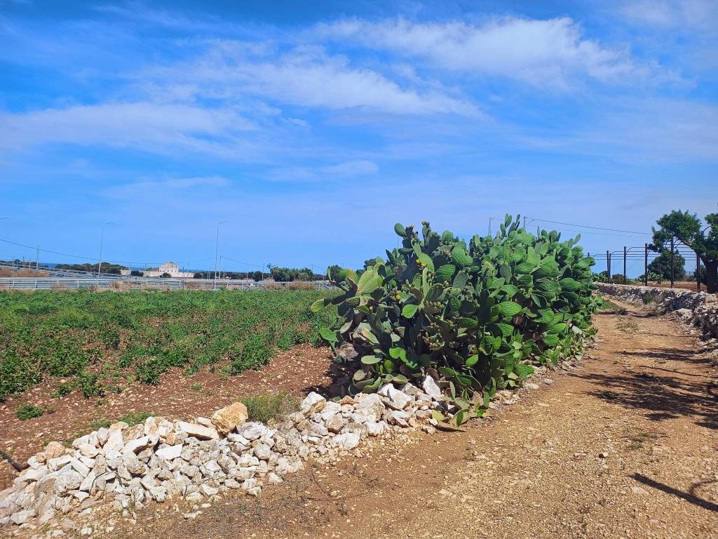 Rustico / casale a Polignano a mare in Contrada Le Macchie - Foto 5