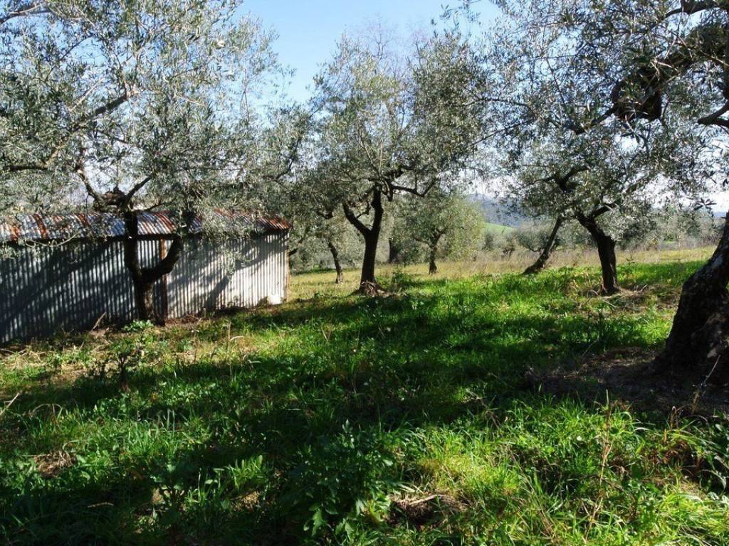 Rustico / casale a Moscufo in Strada Provinciale Pianella-Moscufo - Foto 4