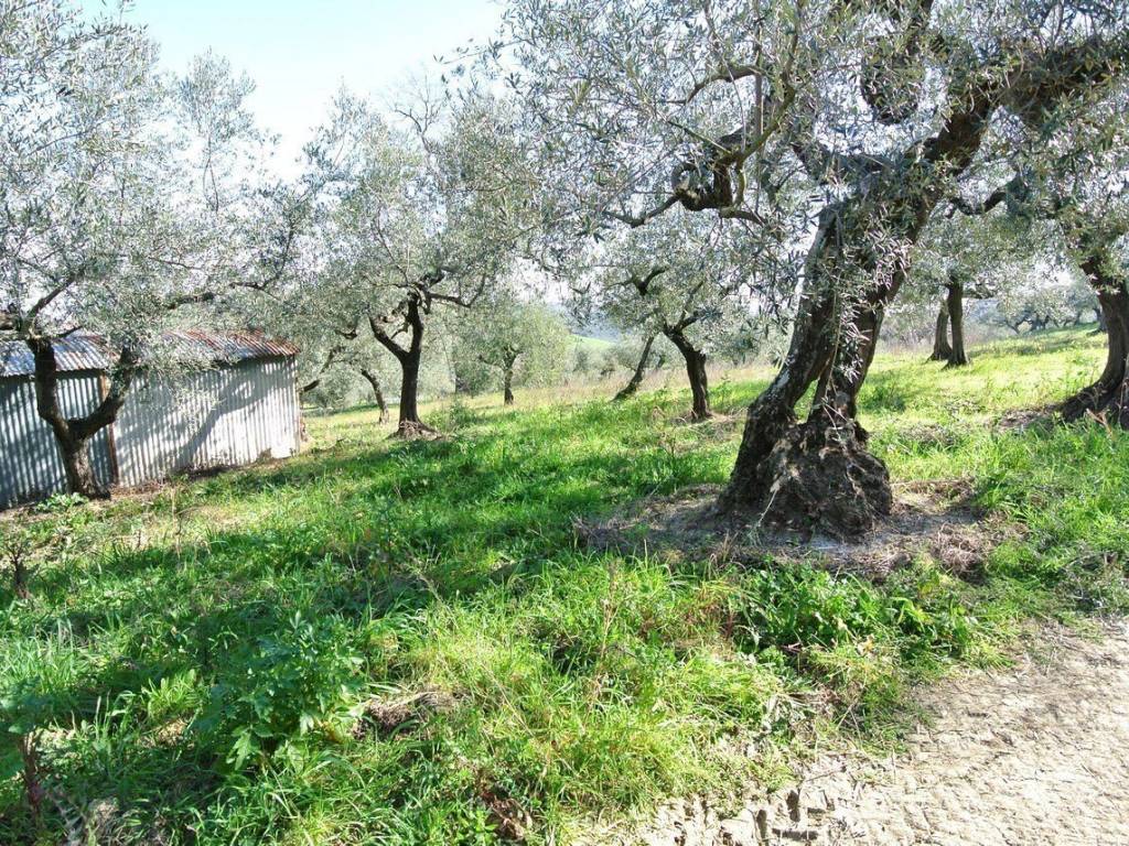 Rustico / casale a Moscufo in Strada Provinciale Pianella-Moscufo - Foto 5