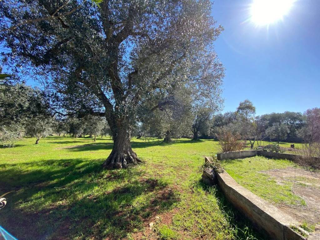 Rustico / casale a Ceglie messapica in Contrada Circiello - Foto 5