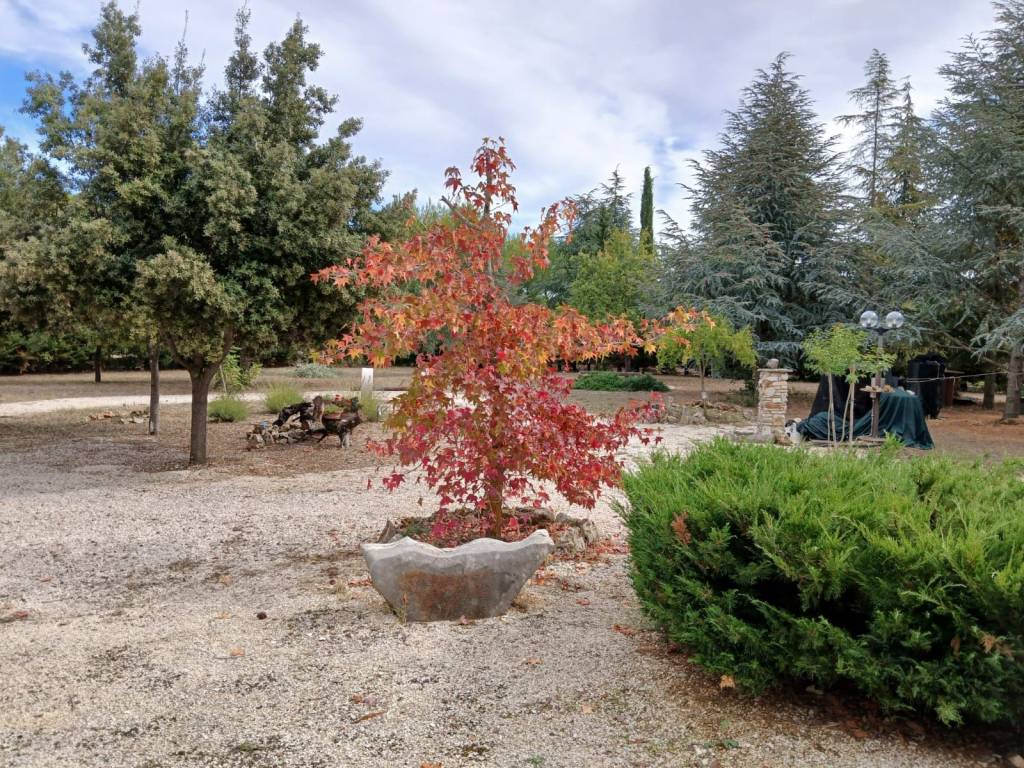 Terreno a Andria - Foto 3