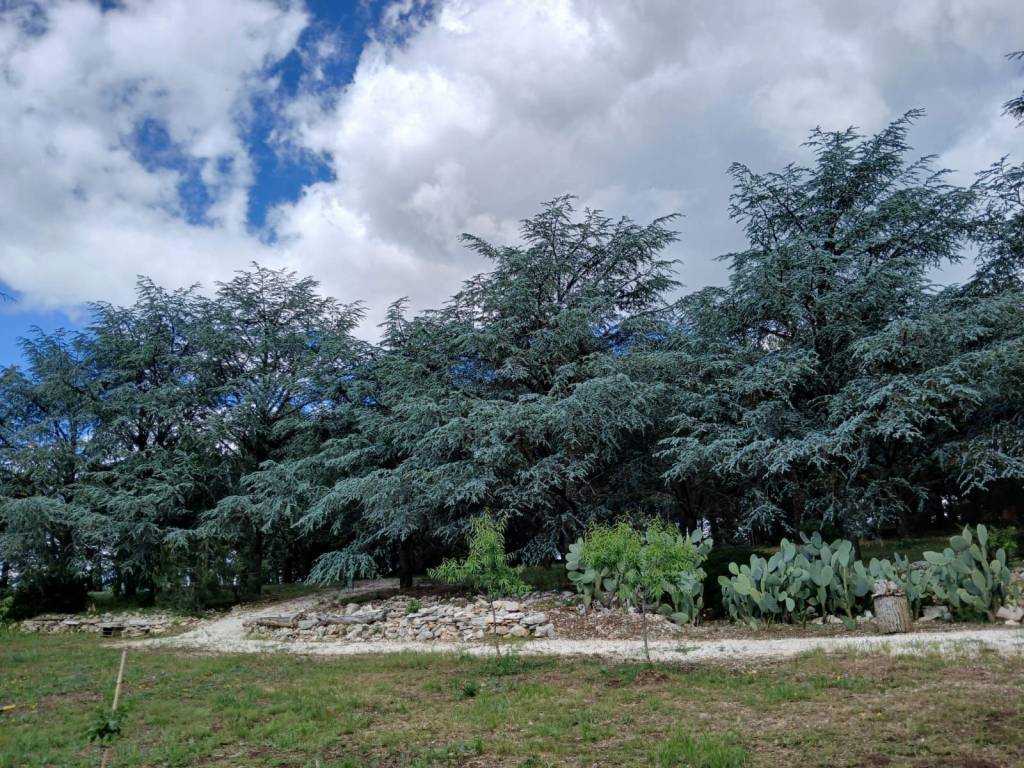 Terreno a Andria - Foto 4