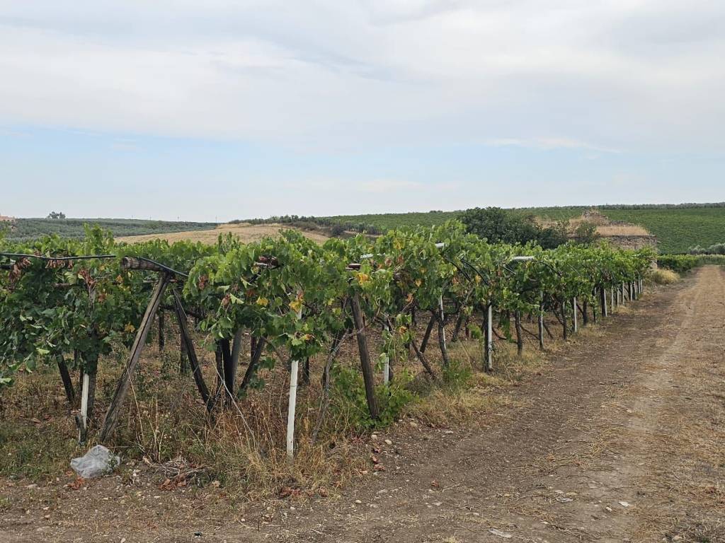 Terreno a Cerignola in Strada Provinciale Candela-Cerignola - Foto 2