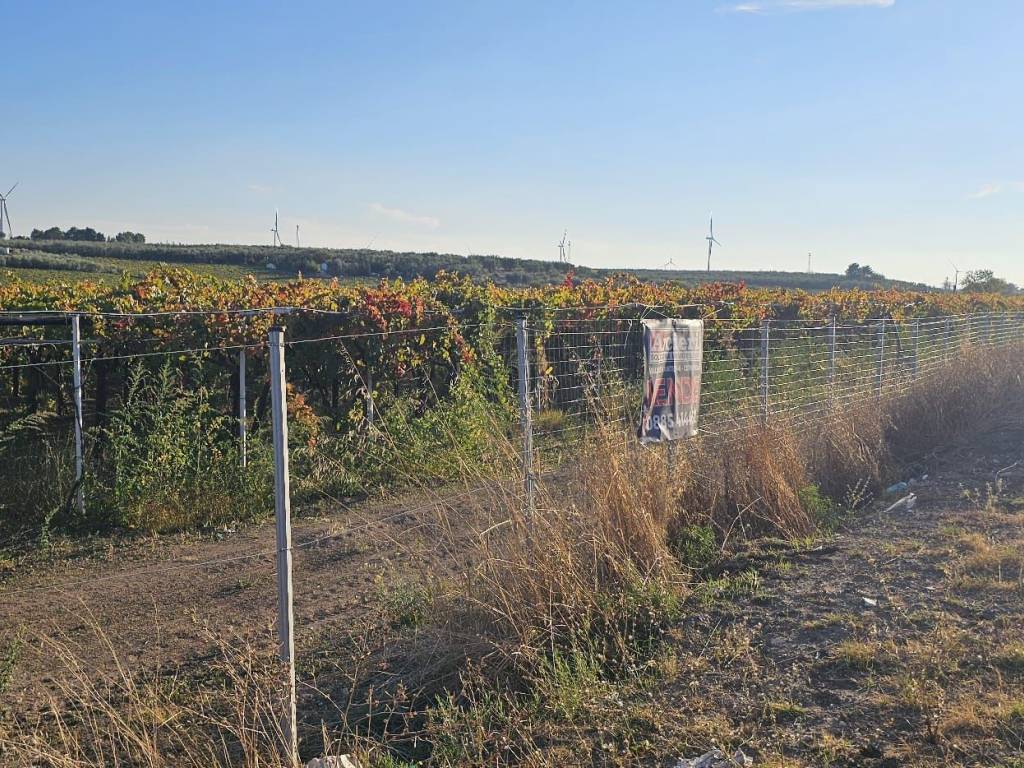 Terreno a Cerignola in Strada Provinciale Candela-Cerignola - Foto 3