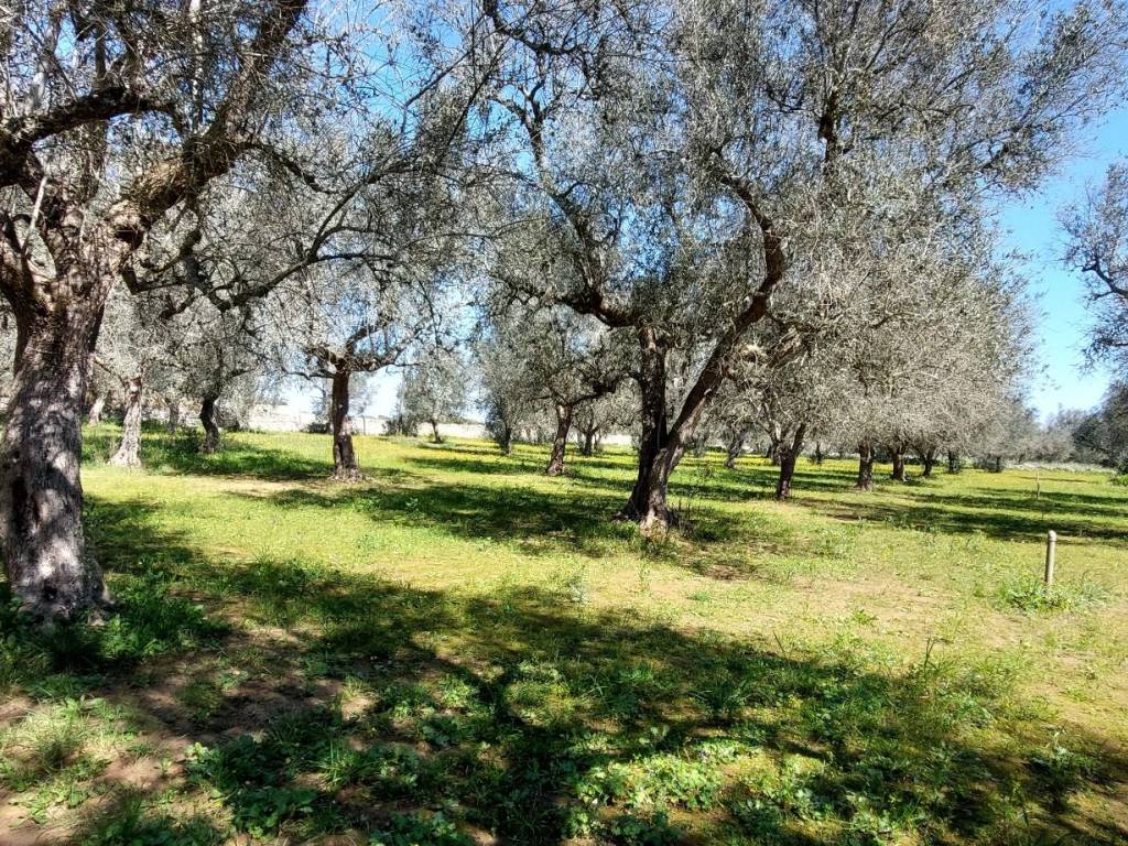Rustico / casale a Scorrano in Strada Vicinale Nacrilli - Foto 5