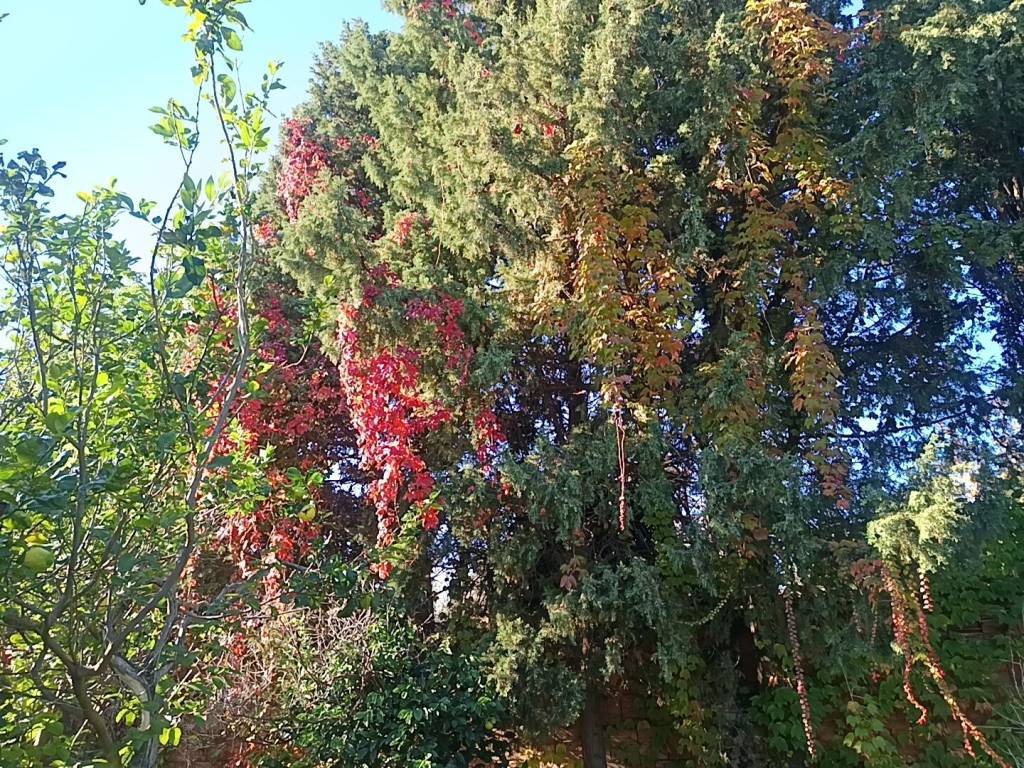 Terreno a Rometta in Via N. Patti - Foto 4
