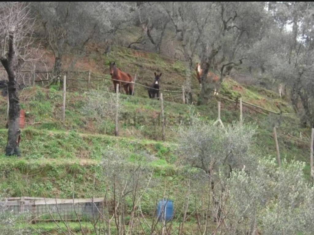 Villa a Massarosa - Foto 3