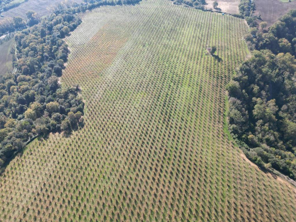 Terreno a Civita castellana in Via Castel Sant'Elia - Foto 5