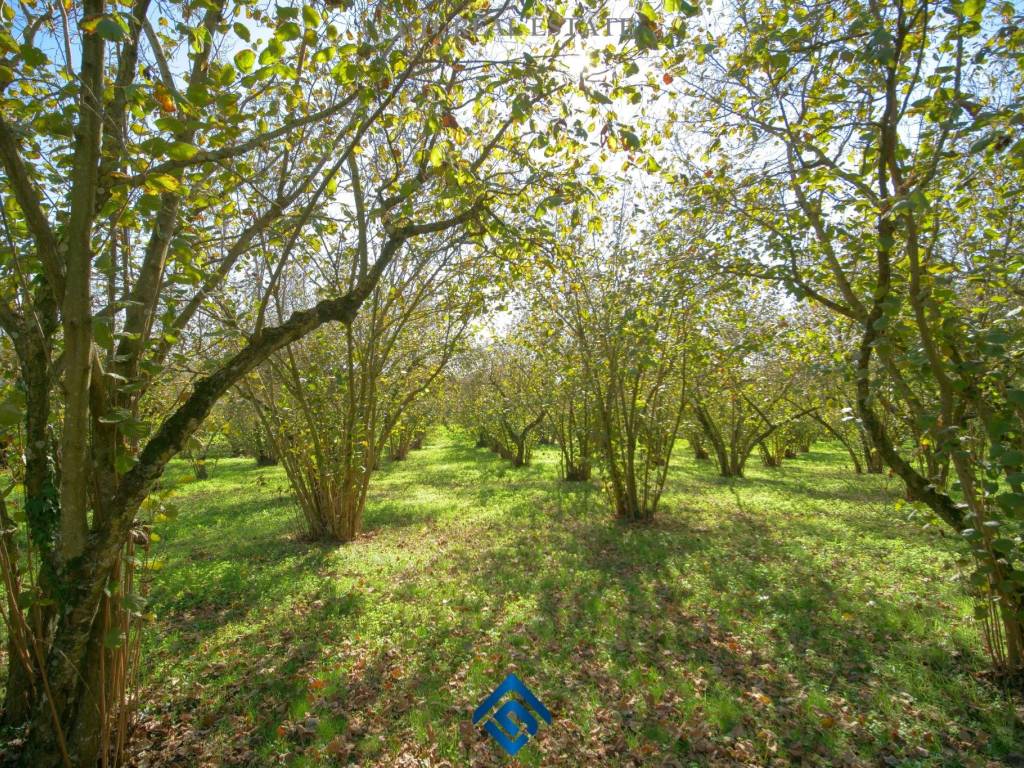 Terreno a Capranica in Strada del Pozzo - Foto 2