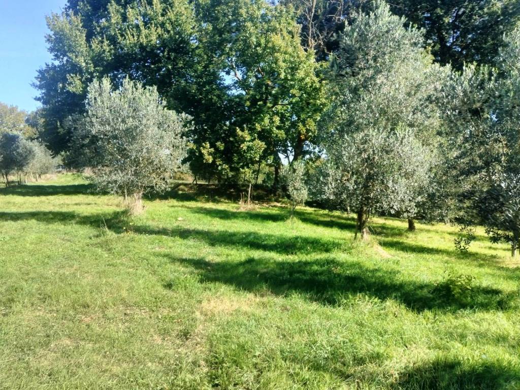 Terreno a Sorano - Foto 3