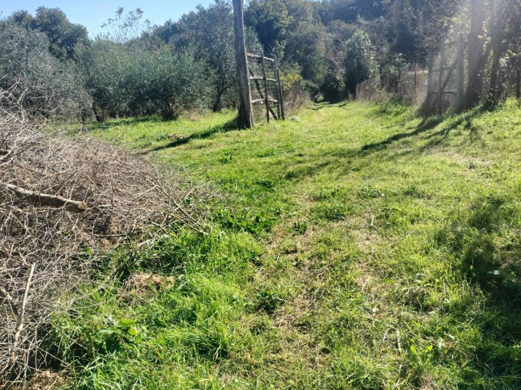 Terreno a Sorano - Foto 4