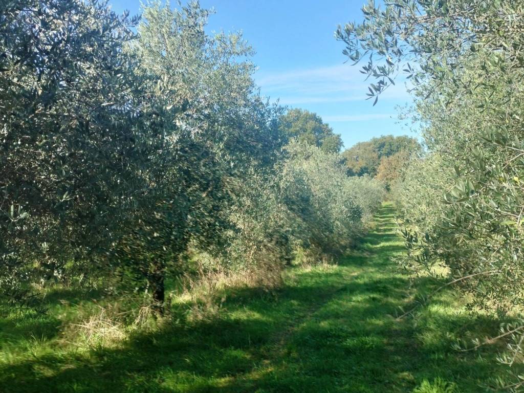 Terreno a Sorano - Foto 5