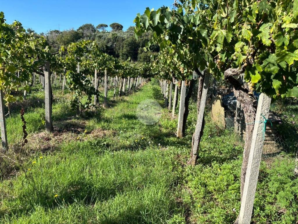 Terreno a Monte porzio catone in Via Massarosa, 2 - Foto 2