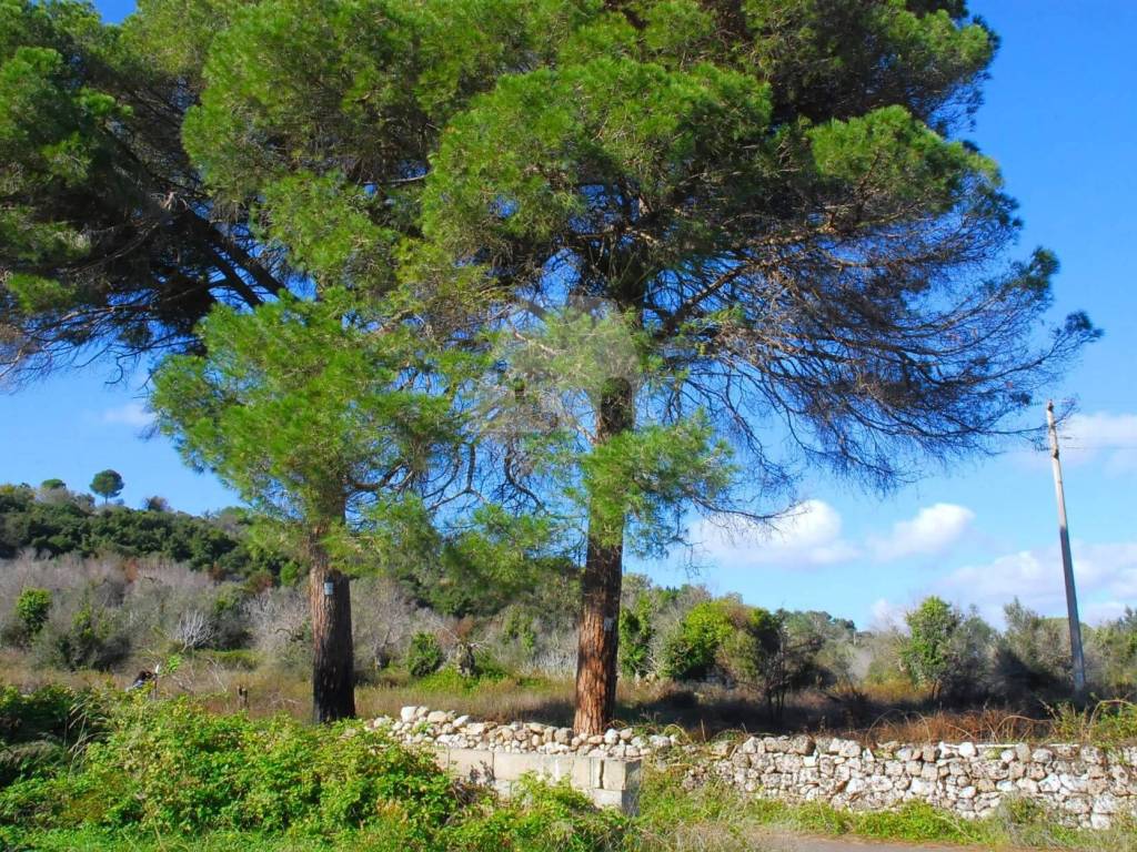 Terreno a Specchia in Strada Comunale Serra Chiusa - Foto 4