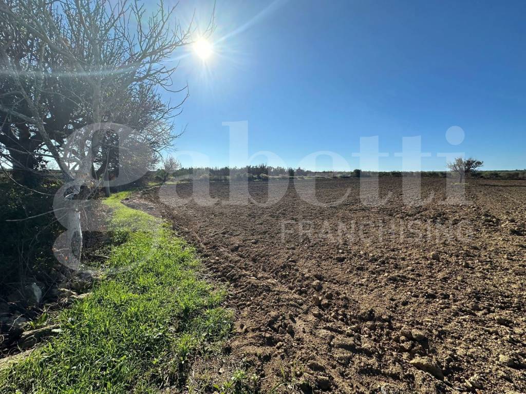 Terreno a Ugento in sp 290, snc - Foto 4
