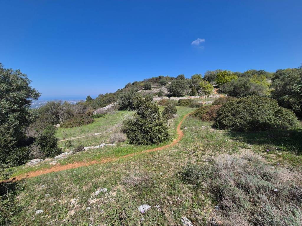 Terreno a Locorotondo in Contrada Tumbinno - Foto 4
